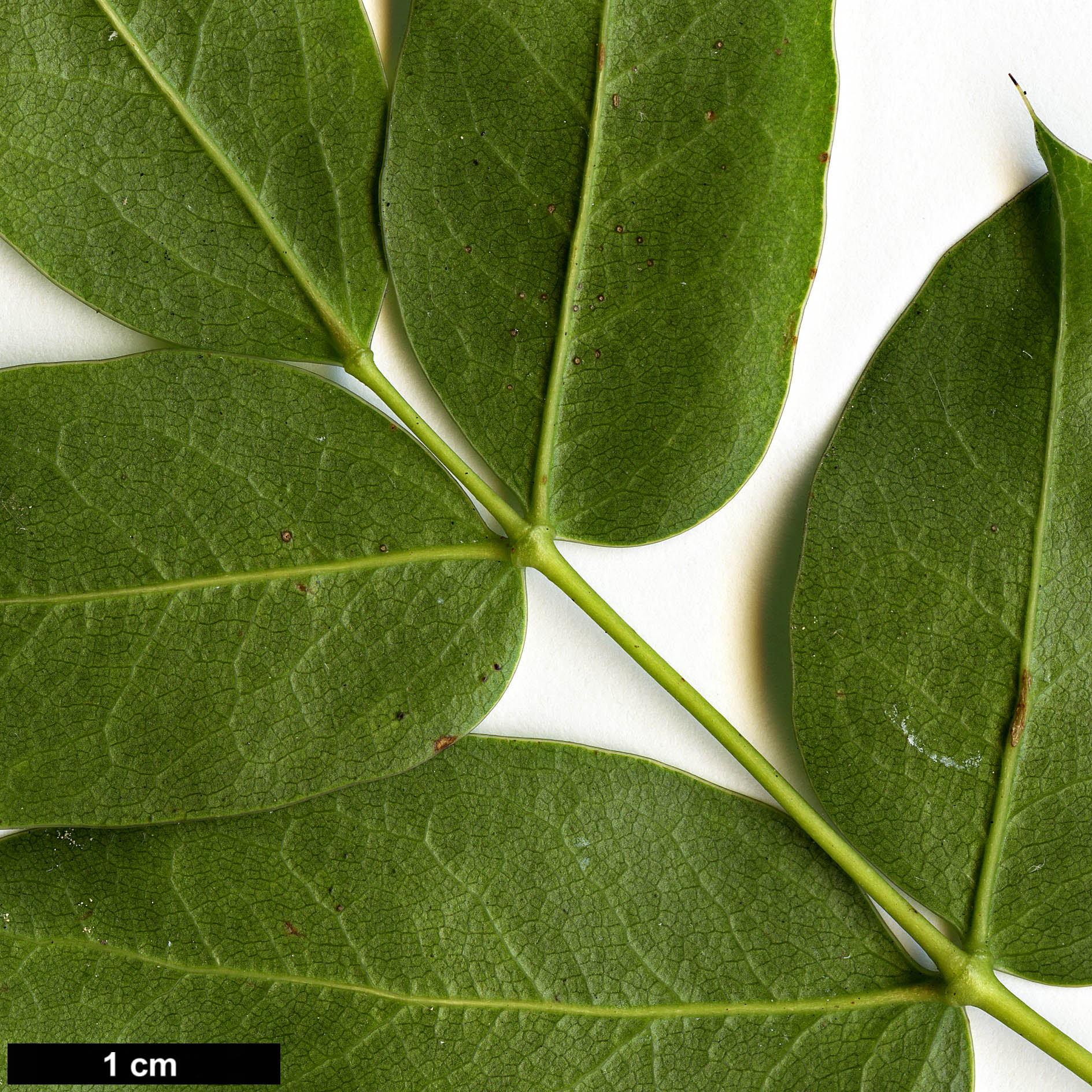 High resolution image: Family: Berberidaceae - Genus: Mahonia - Taxon: pinnata - SpeciesSub: subsp. insularis 'Schnilemoon'